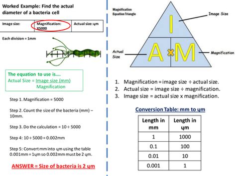 magnification equation biology|magnification questions a-level biology.